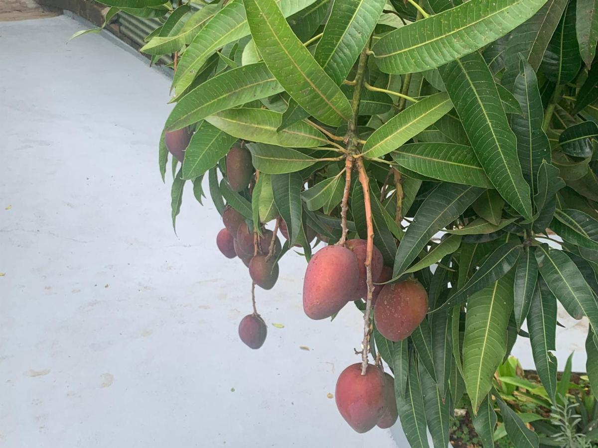 Bambou Lily Pad Lodge מראה חיצוני תמונה
