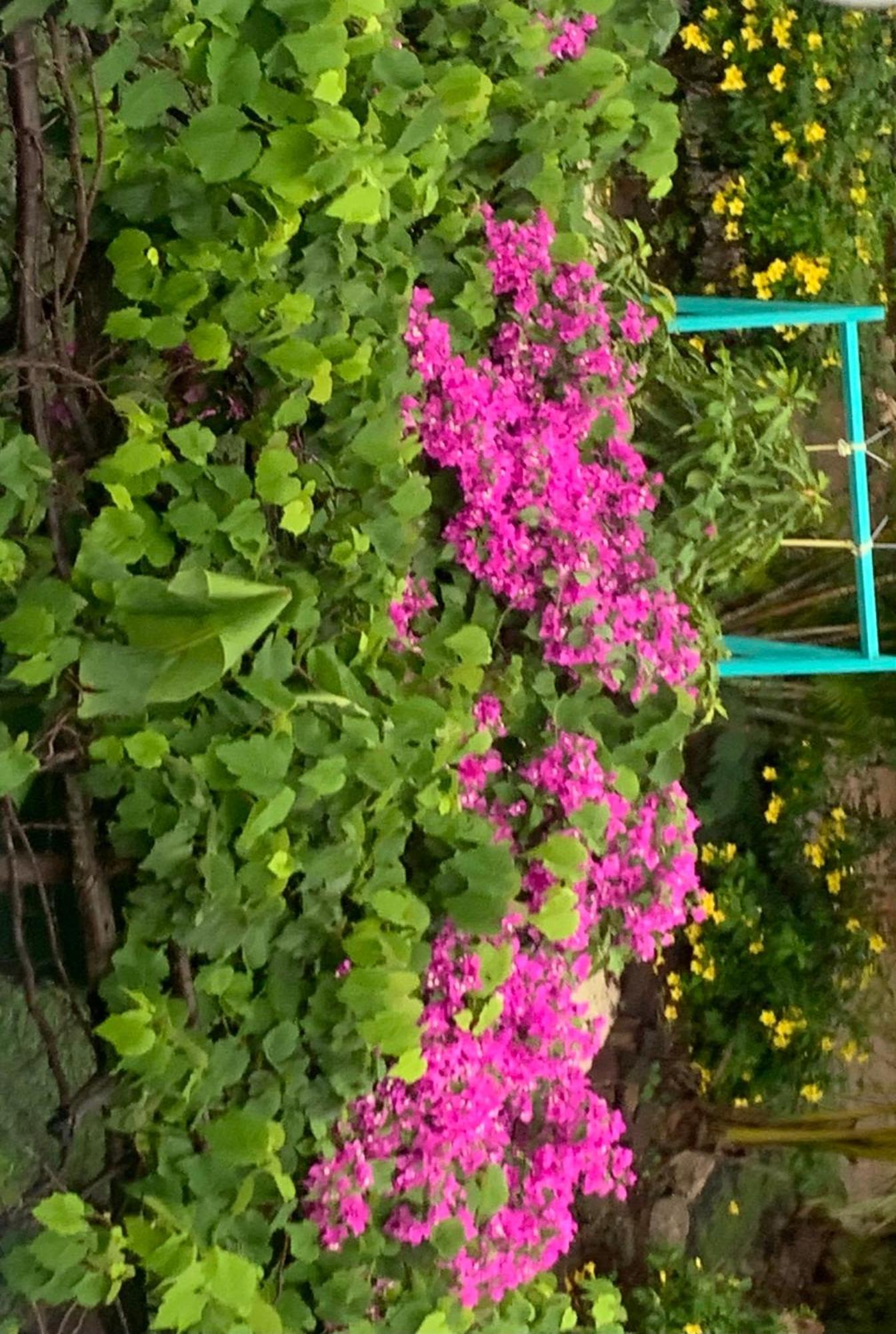 Bambou Lily Pad Lodge מראה חיצוני תמונה
