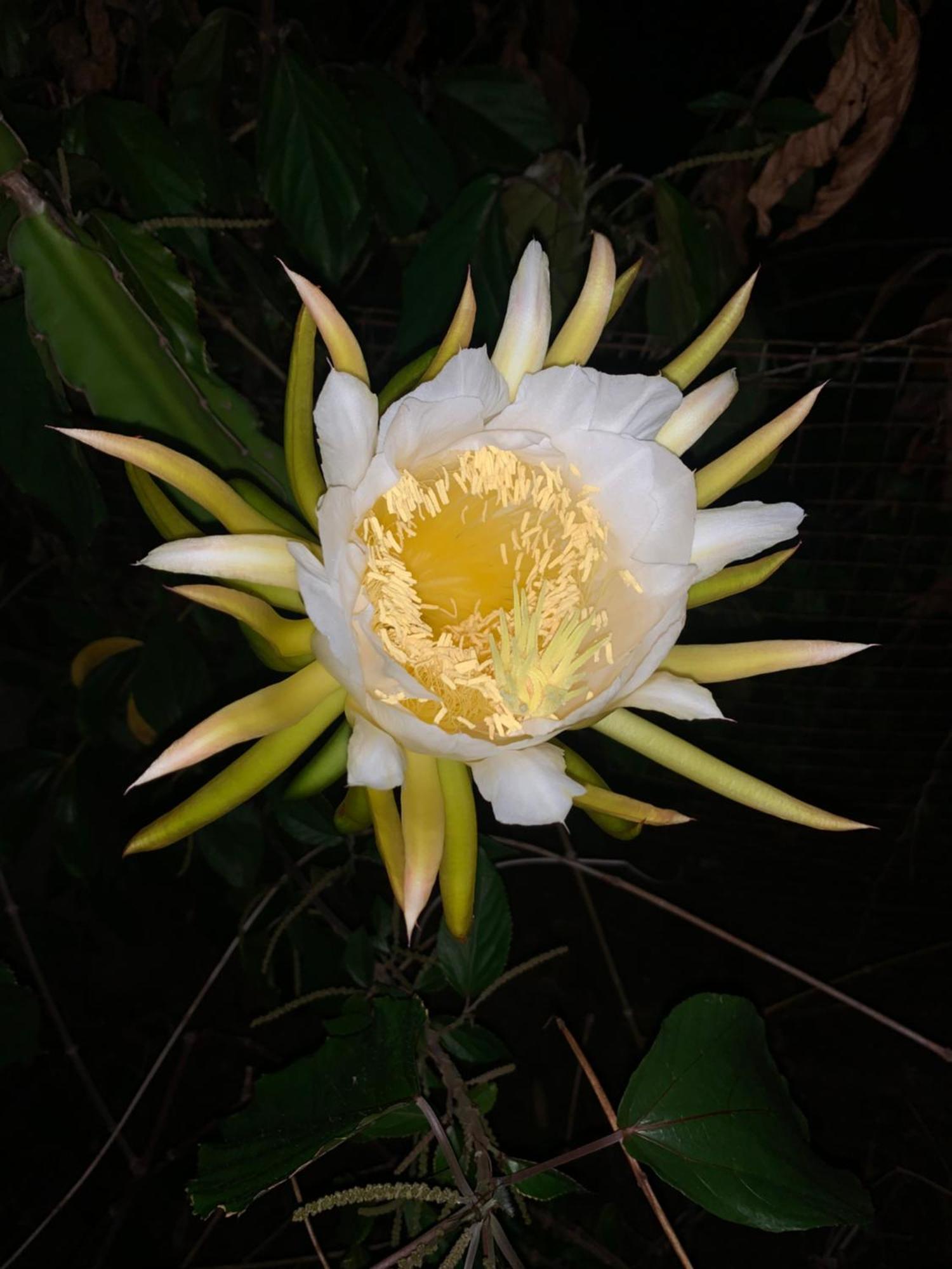 Bambou Lily Pad Lodge מראה חיצוני תמונה